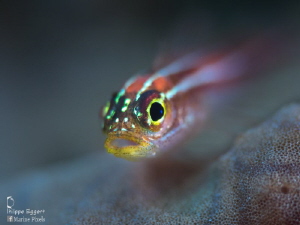 Juvenile triplefin goby by Philippe Eggert 